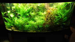 aquarium-von-bazzi-becken-11827_Stand 27.12.10