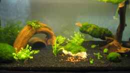 aquarium-von-koop-becken-11838_