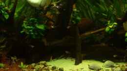 aquarium-von-bernd-st--becken-11841_