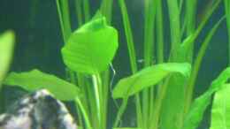 aquarium-von-elmar-langer-becken-11843_Anubia