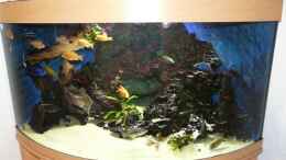 aquarium-von-andreas-gorr-becken-11876_Mein Malawi Becken