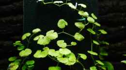 aquarium-von-auecheck-becken-11888_Hydrocotyle Verticillata