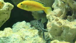 aquarium-von-andreas-herbrich-becken-1190_Labidochromis caeruleus,Synodontis multipunctatus