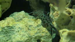 aquarium-von-andreas-herbrich-becken-1190_Synodontis multipunctatus