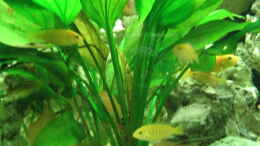 Foto mit Labidochromis caeruleus junge