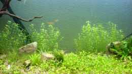 aquarium-von-christoph-h--12-becken-11905_im Hintergrund Rotala green