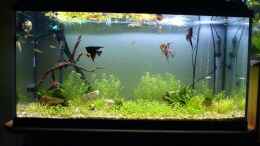 aquarium-von-christoph-h--12-becken-11905_