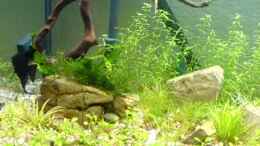 aquarium-von-christoph-h--12-becken-11905_