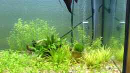 aquarium-von-christoph-h--12-becken-11905_japanisches Fadenkraut