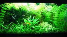 aquarium-von-bimo-becken-11908_