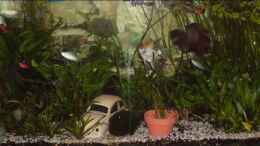 aquarium-von-oase-becken-11935_