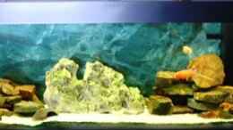 aquarium-von-nici-becken-11936_