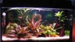 aquarium-von-nici-becken-11937_