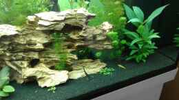 aquarium-von-onkel-tom-becken-1194_