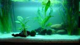 aquarium-von-sound-becken-11951_