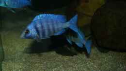 Foto mit Placidochromis sp. phenochilus tanzania male