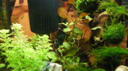 aquarium-von-bikini-bottom-becken-12024_