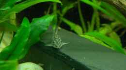 Foto mit Corydoras habrosus