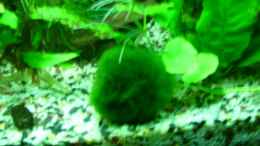 aquarium-von-belvina-becken-12043_Mooskugel