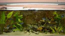 aquarium-von-mathias-kern-becken-1206_Bild vom ersten Aufbauort des Beckens