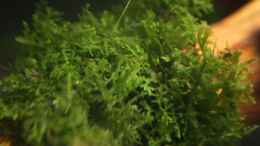 aquarium-von-stefane--becken-12089_Korallenmoos