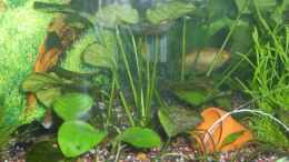 aquarium-von-sebi82-becken-12106_