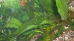 aquarium-von-sebi82-becken-12106_