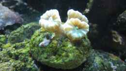 aquarium-von-benji-becken-12110_Caulastrea