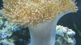 aquarium-von-benji-becken-12110_Sarcophyton