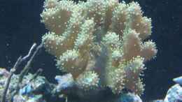 aquarium-von-benji-becken-12110_Lobophyton