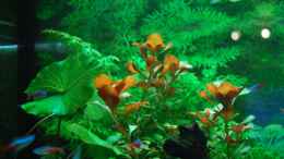 aquarium-von-floyd-becken-12117_