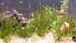 aquarium-von-cristian-bayerl-becken-12120_Vallisneria nana &Bacopa carolinana