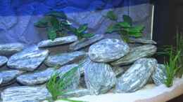 aquarium-von-klaus-fischer-becken-12122_Anubias und Javafarn, Steine: green Anatolia