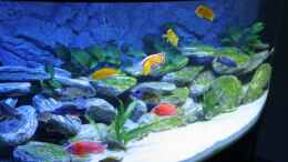 aquarium-von-klaus-fischer-becken-12122_