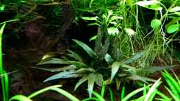 aquarium-von-tobi-g-becken-12128_Cryptocoryne wendtii