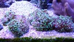 aquarium-von-manuel-sassenberg-becken-12156_