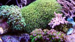 aquarium-von-manuel-sassenberg-becken-12156_