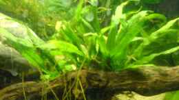 aquarium-von-christoph-h--12-becken-12173_das sah toll aus!