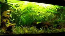 aquarium-von-simon-hilbrenner-becken-1221_