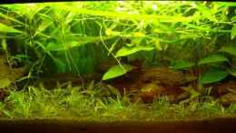 aquarium-von-simon-hilbrenner-becken-1221_