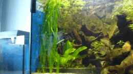 aquarium-von-anja-wittig-becken-1222_links