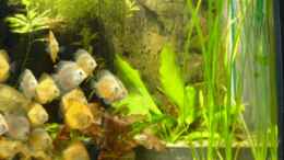 aquarium-von-anja-wittig-becken-1222_rechts