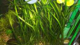 aquarium-von-jens-j--becken-12220-als-raumteiler-aufgeloest_Vallisneria Tiger (Vallisneria Spiralis Tiger)