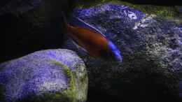 aquarium-von-florian-bandhauer-the-world-of-lake-malawi_Copadichromis Borleyi Mbenji in seinem Revier,wundervoll aus