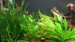 aquarium-von-grambo-becken-12239_