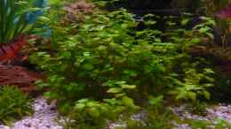 aquarium-von-sven-seidel-becken-12241_Hemianthus callitrichoides