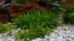 aquarium-von-sven-seidel-becken-12241_Pogostemon helferi