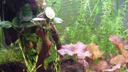 aquarium-von-kraetzchen-becken-12257_29.4.09