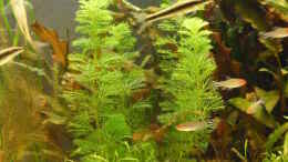 aquarium-von-kraetzchen-becken-12257_21.03.09