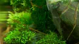 aquarium-von-jo-the-fish-becken-12268_